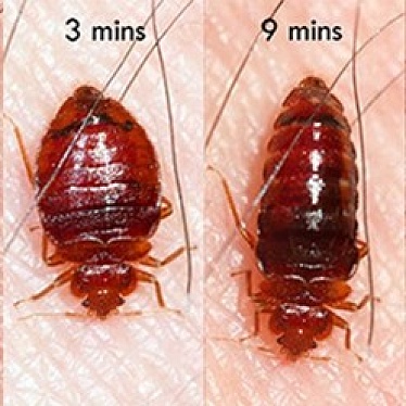 НАСЕКОМЫХ NET Новосибирск