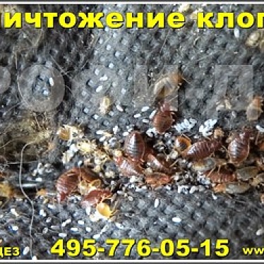 Санитарная служба