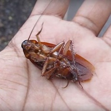 Центр дезинфекции Фумигат Сервис