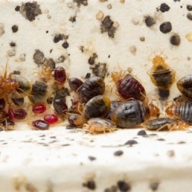 ДезКонтроль