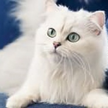 «Белый Кот ДВ»