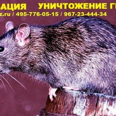 Санитарная служба