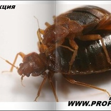 Уничтожение клопов, тараканов в Коломенском районе