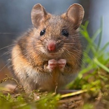 "Единая Служба СЭС" Воронеж