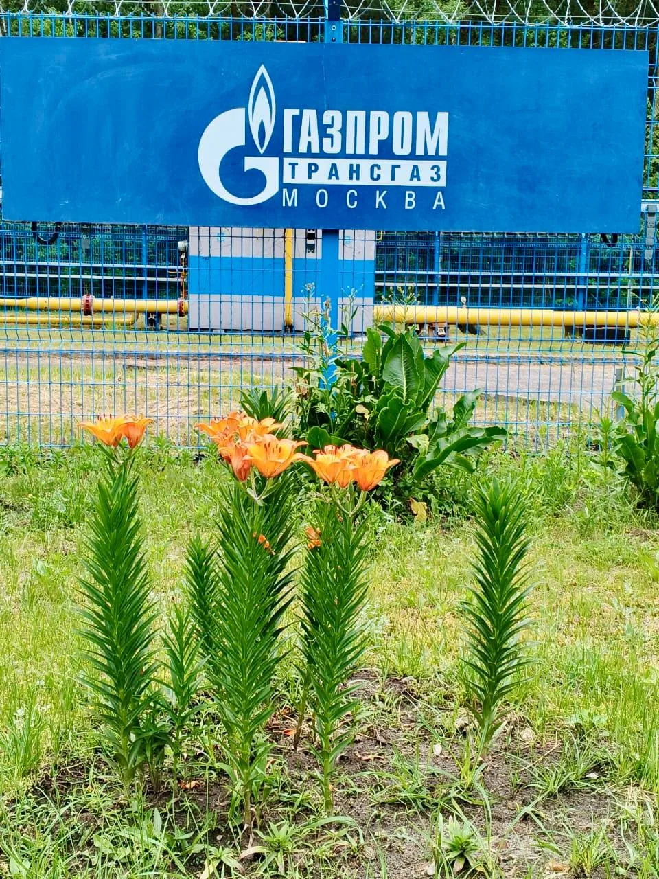 Ежегодный конкурс "Цветущая АГНКС" вновь подарил море красок и позитива!