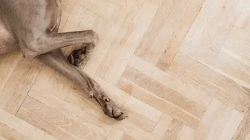 Вебинар "А что у нас на полу?"