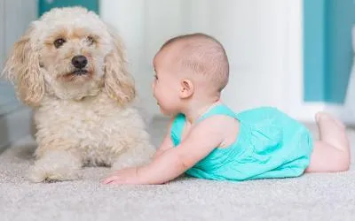 Интерактивное пособие  по уходу за поверхностями ковровых покрытий